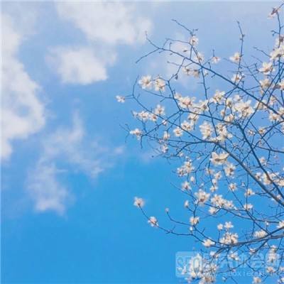 全民萌江湖游戏(暂未上线)v1.0 官方安卓版
